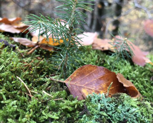 Nahaufnahme-Waldboden