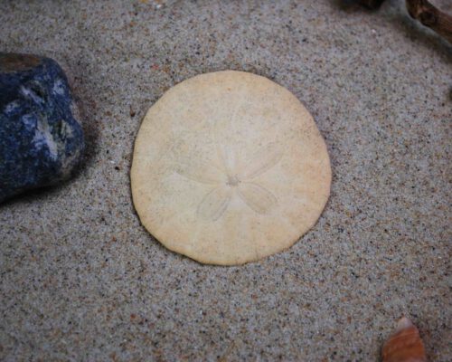 Sanddollar im Sand
